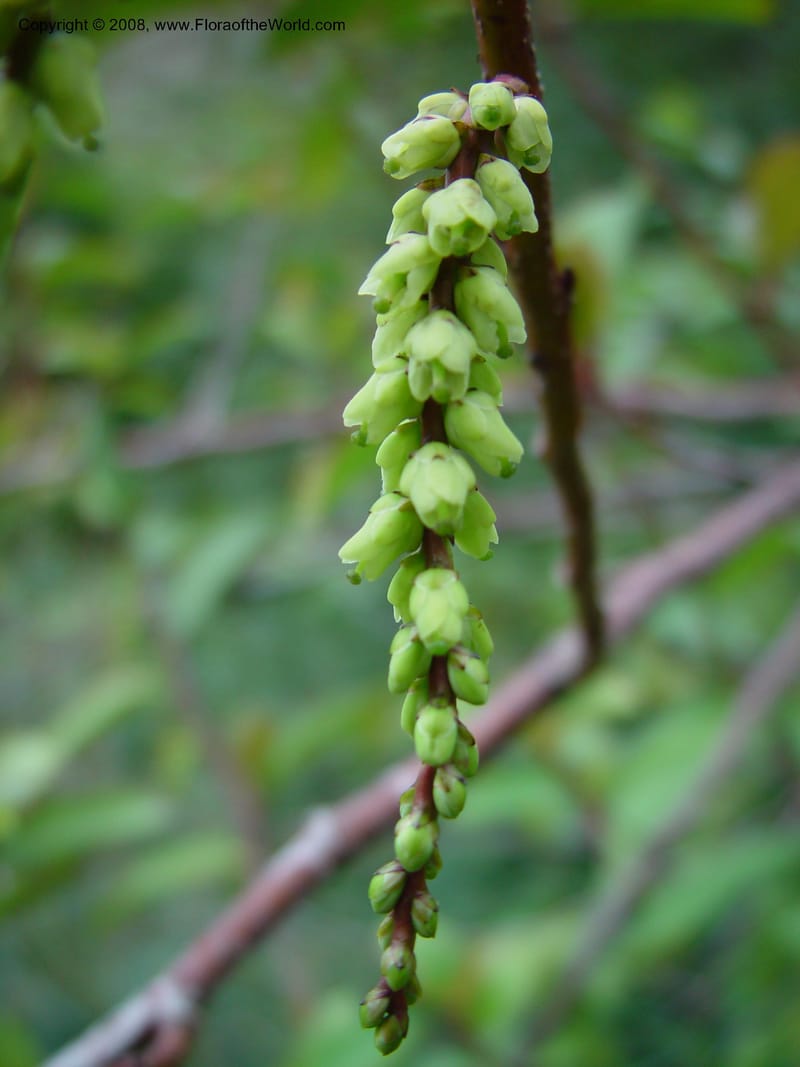 Stachyurus szechuanensis, 95.0473--CA. UC Berkeley Bot. Garden. 11 Feb 03. 027.jpg