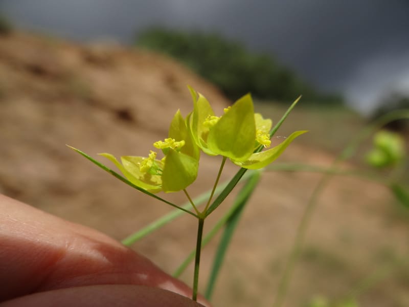 Bupleurum--Kurdistan. Tawailla. Stop 3. 22 May 2013. DSC04827 (14).JPG