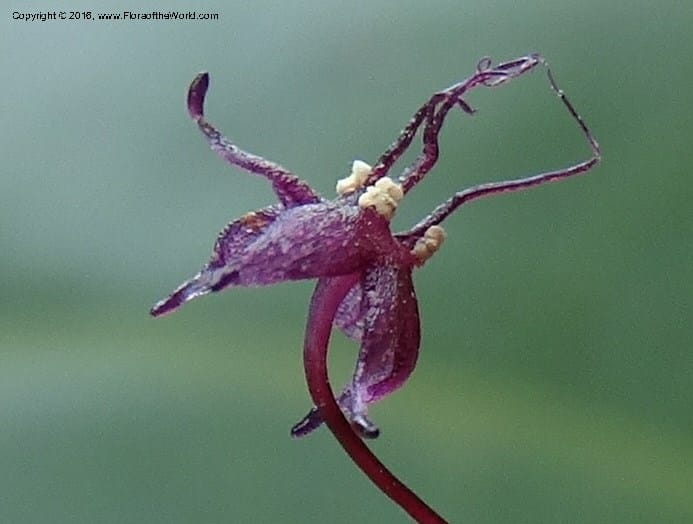 Sciaphila, Davidson, C 12754--Sabah. Hampuan FR. 13 Oct 2014. DSC04689 (151).JPG