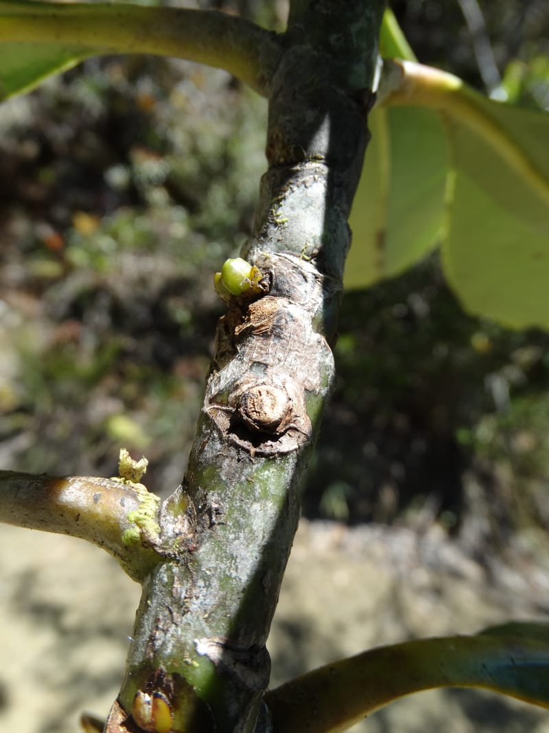 Strasburgeria robusta, Lowry, P 7371--New Caledonia. Mont Dzumac. 12 Nov 2015. DSC01563 (168).JPG