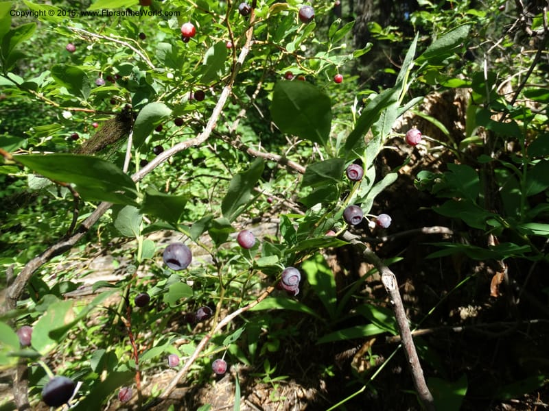 Vaccinium membranaceum, Davidson, C 12607--Idaho. Valley Co. Payette Lake. Sylvan Cr. 20 Jul 2014. DSC00669 (5).JPG