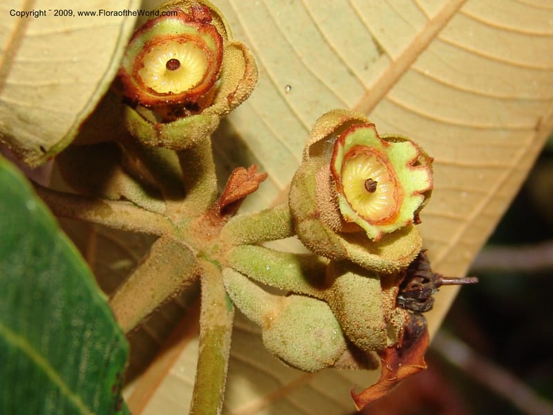 Blakea, DNeill15917--Ecuador. Prv. Zam. Ch. C del Condor. Wawaime plot. 22 Sep 07. 436.jpg