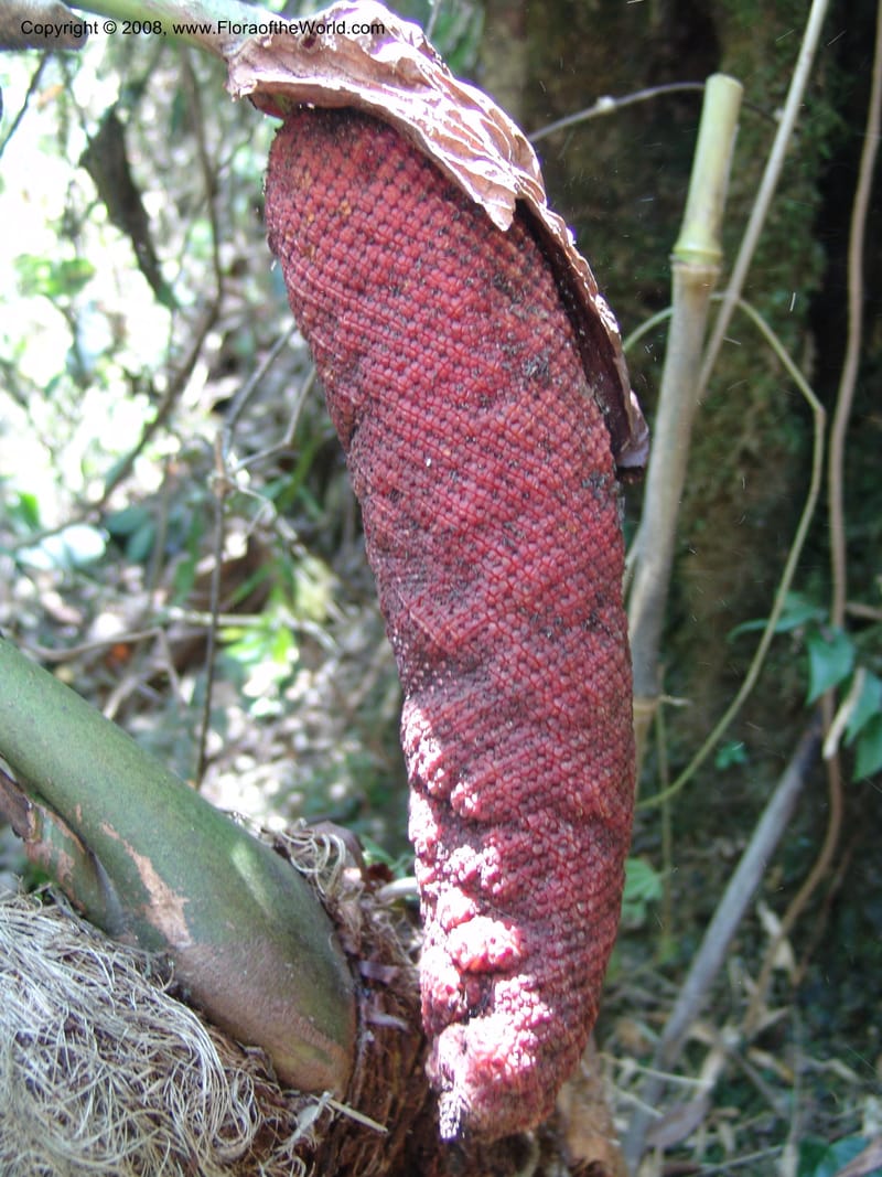 Anthurium gualeanum, Croat93239--Ecuador. Prov. Pichincha. Old hwy Quito to Sto. Domingo.   12 Aug 04. 106.jpg