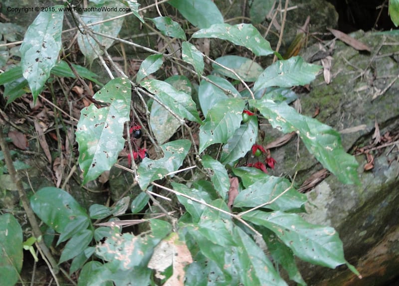 Clerodendrum, Regalado 1866--Viet Nam. Thac Kazan waterfall. 10 May 2011. 211 (5).jpg