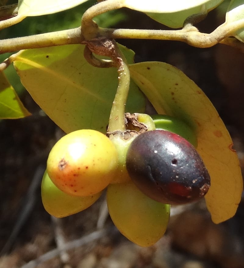 Hedycarya, Lowry, P 7426--New Caledonia. PinPin. 20 Nov 2015. DSC03938 (316).JPG