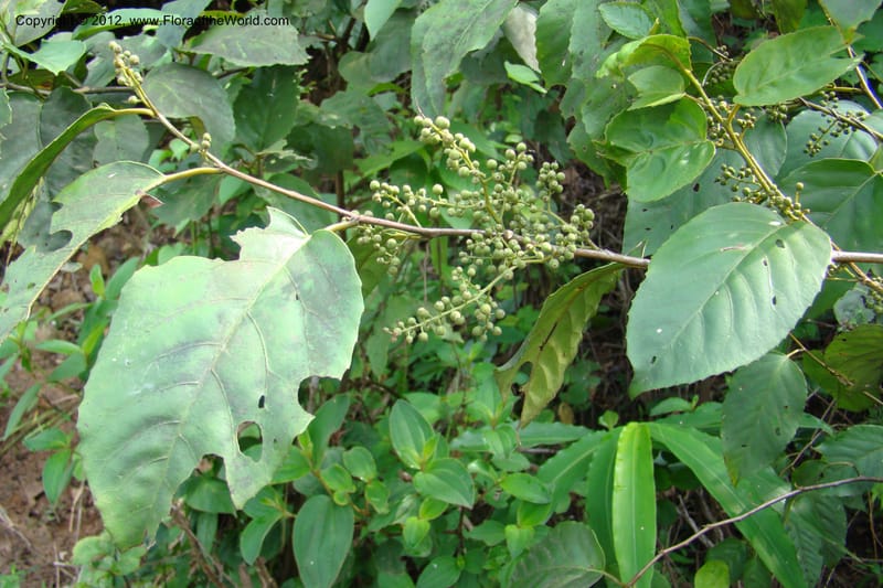 Maesa, Regalado, 1685--Viet Nam. Quang Tr Prov. Dakrong Distr. DaKrong. 11 Apr 09. 028.jpg