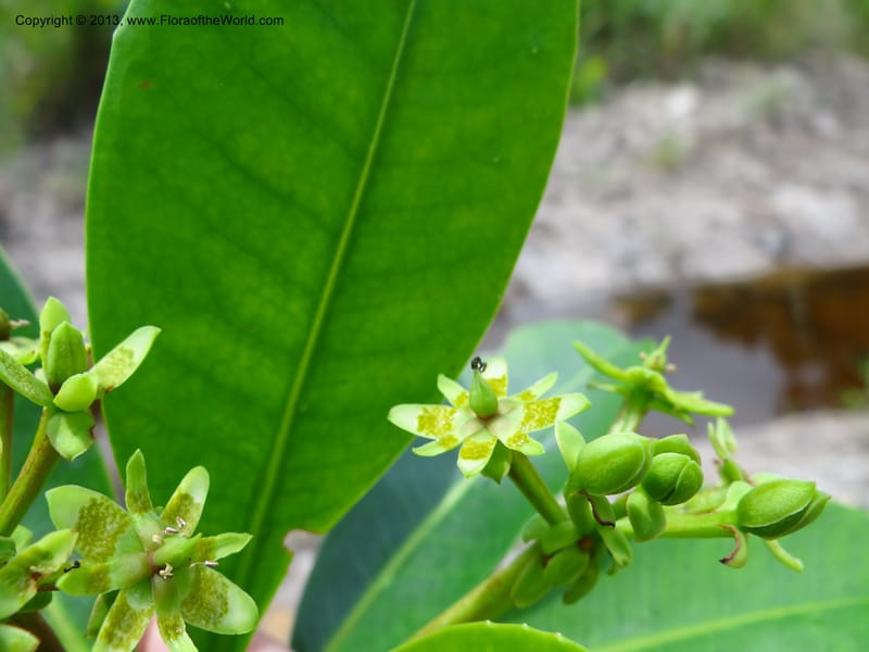 Tetramerista glabra, SAN.153201--Sabah. Klias Forest Reserve. 3 Apr 2012. DSC06489 (95).JPG