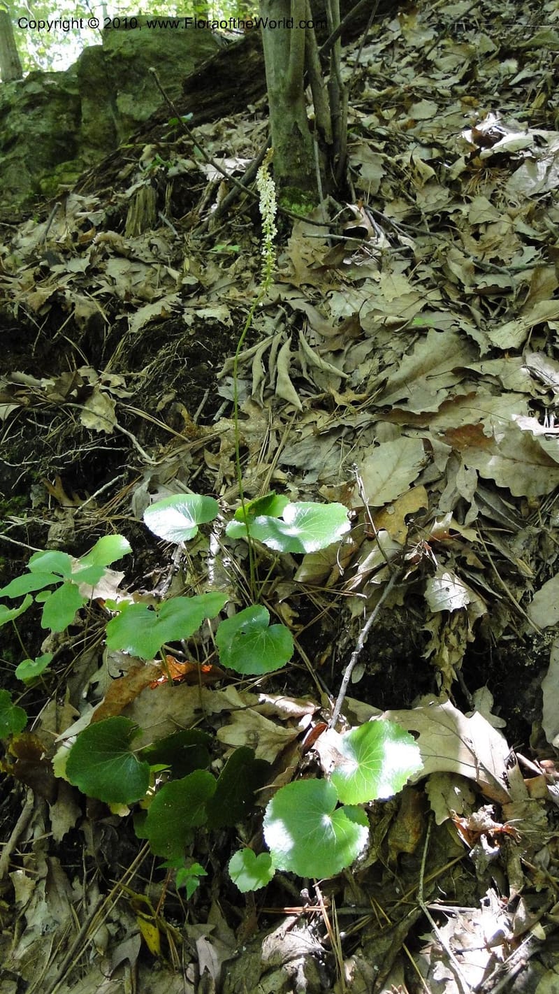 Galax aphylla, Mori 27456--North Carolina. Stokes Co. 26 May 2010. 088 (79).jpg