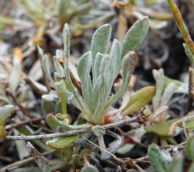 Eriogonum douglasii, C. Davidson 13770--Oregon. Wallowa Co. Upper Camp Creek Canyon. 4 Jun 2018. DSC04733 (113).JPG