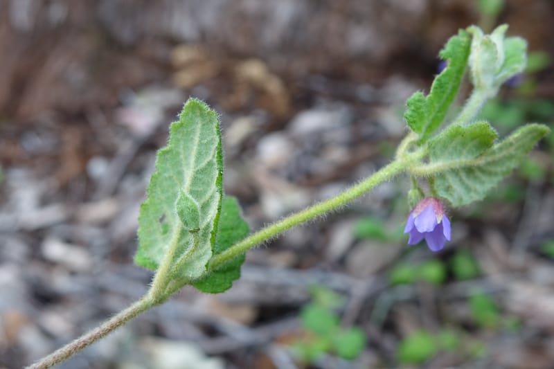 Tremandra stelligera, Davidson, C 13511--Australia. W.A. Valley of the Giants Rd. 29 Oct 2016. DSC06689 (102).JPG