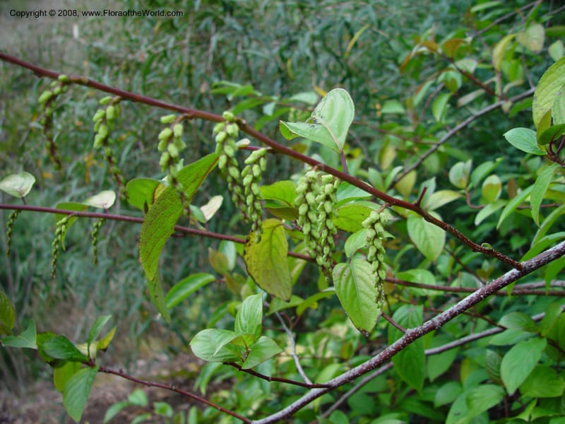 Stachyurus szechuanensis, 95.0473--CA. UC Berkeley Bot. Garden. 11 Feb 03. 030.jpg