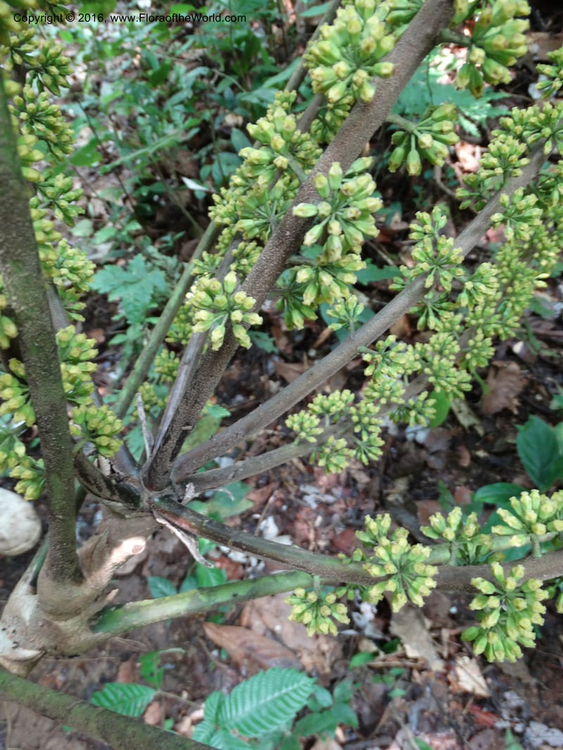 Schefflera, Davidson, C 12674--Sabah. Danum Valley. 4 Oct 2014. DSC01741 (208).JPG