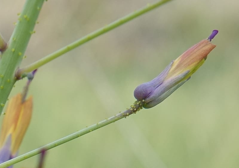 Cleome angustifolia subsp. diandra, L. Nanyeni 1140--Namibia. Avis Dam. 15 Mar 2018. DSC00541 (18).JPG