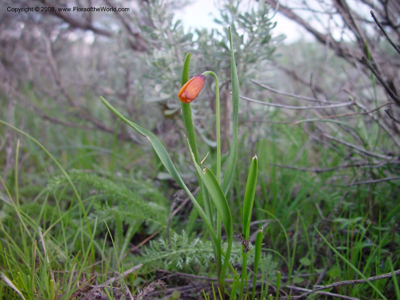 Fritillaria pudica--ID. Boise Co. Summit of Horseshoe Bend Hill, Hwy 55. 27 Apr 03. 049.jpg