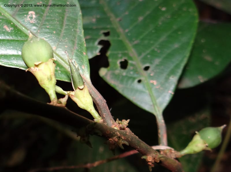 Rinorea, VC 5620--Thailand. Surat Thani Prov. Khlong Phanom Nat. Park. 15 Nov 2012. DSC09389 (234).JPG