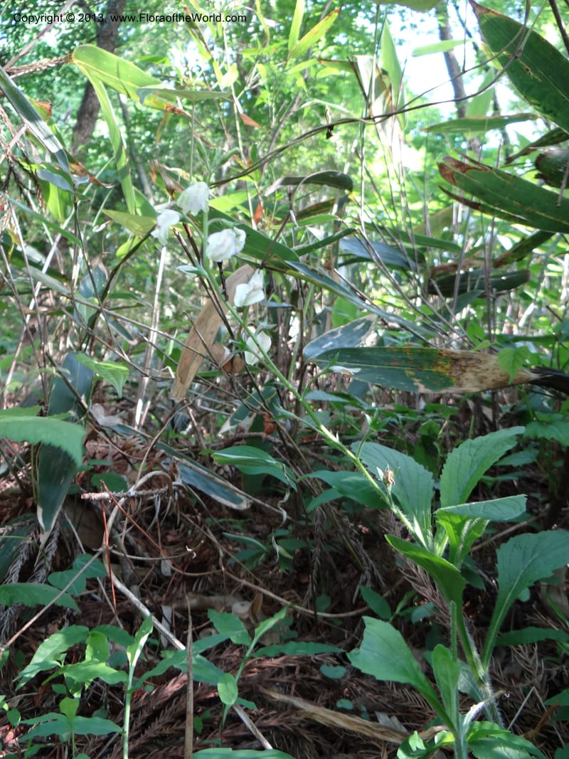Mazus caducifer, Li Pan 1205291--China. Zhejiang Prov. Tian Mu Shan. 29 May 2012. DSC00348 (102).JPG