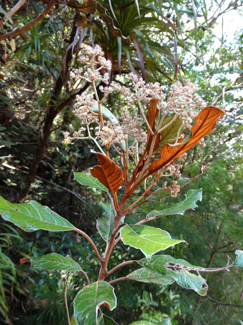 Argophyllum, Lowry, P 7423--New Caledonia. PinPin. 20 Nov 2015. DSC03938 (64).JPG