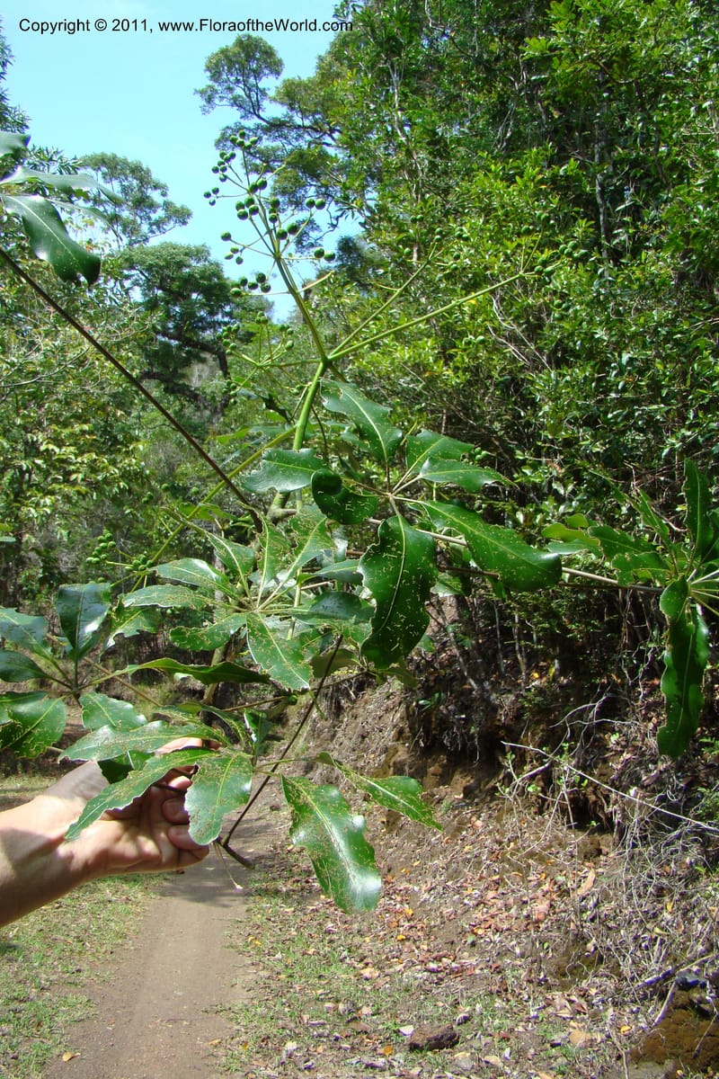 Polyscias, P. Lowry 7185--New Caledonia. Upper Tene River Valley. 19 Jan 2010. 377 (26).jpg