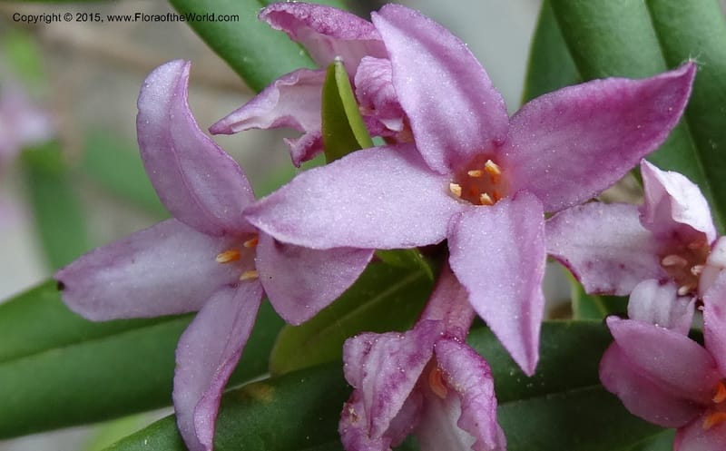 Daphne, Boufford, D 43616--China. Sichuan. ShaShiDuo. 8 May 2014. DSC04232 (30).JPG