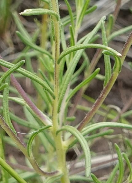 Blepharipappus scaber, C. Davidson 13761--Oregon. Wallowa Co. Zumwalt.Trail Cr. Rd. 4 Jun 2018. DSC04078 (427).JPG