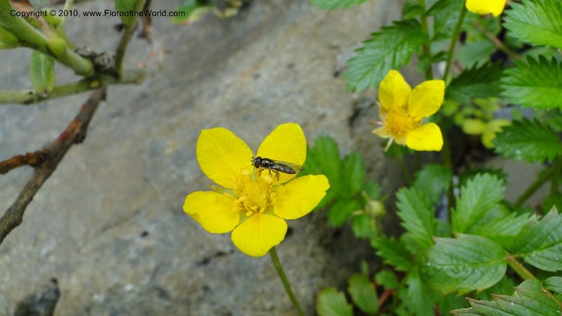 Potentilla anserina, C. Davidson 11781--CA. Humboldt Co. Trinidad State Beach. 18 August 2010. 081 (32).jpg