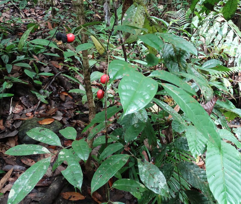 Meliosma, Davidson, C 12932--Sabah. Kinabalu Nat. Park. Nalumad Substesen. 29 Mar 2015. DSC01294 (110).JPG