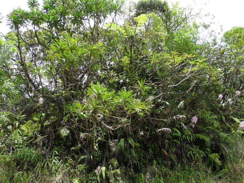 Scaevola floribunda, Lowry, P 7328--Fiji. Delaikoro Mtn. 3 Nov 2015. DSC08393 (182).JPG