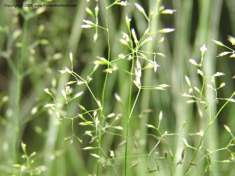 Agrostis scabra, CDavidson11119--ID. Adams Co. For. Serv. Rd. 453, to Goose Lk. 20 Jul 07. 236.jpg