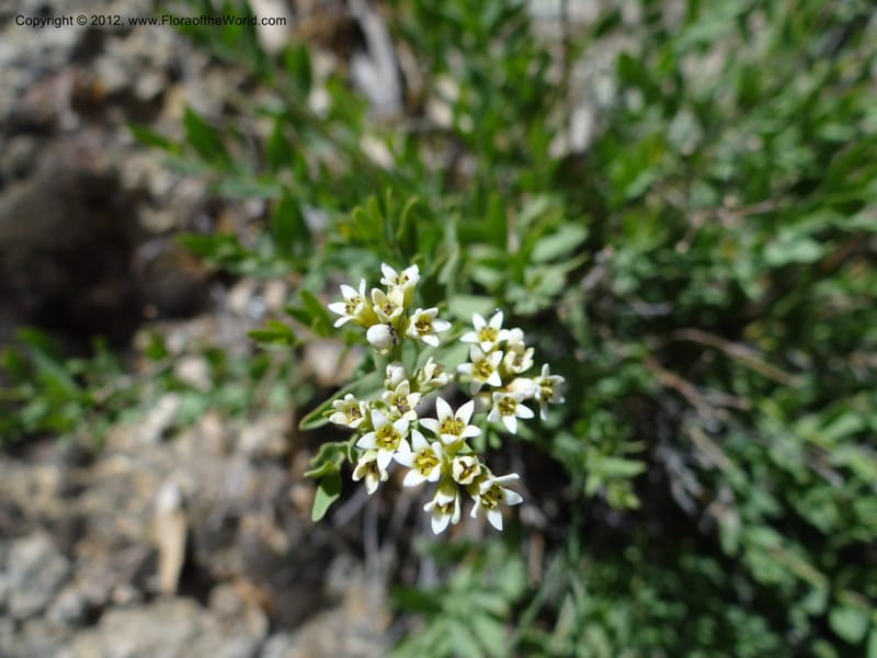 Comandra umbellata, Davidson, C 11942--AZ. Yavapai Co. Crown King Rd. 7 May 2012. DSC0894 1 (112).JPG