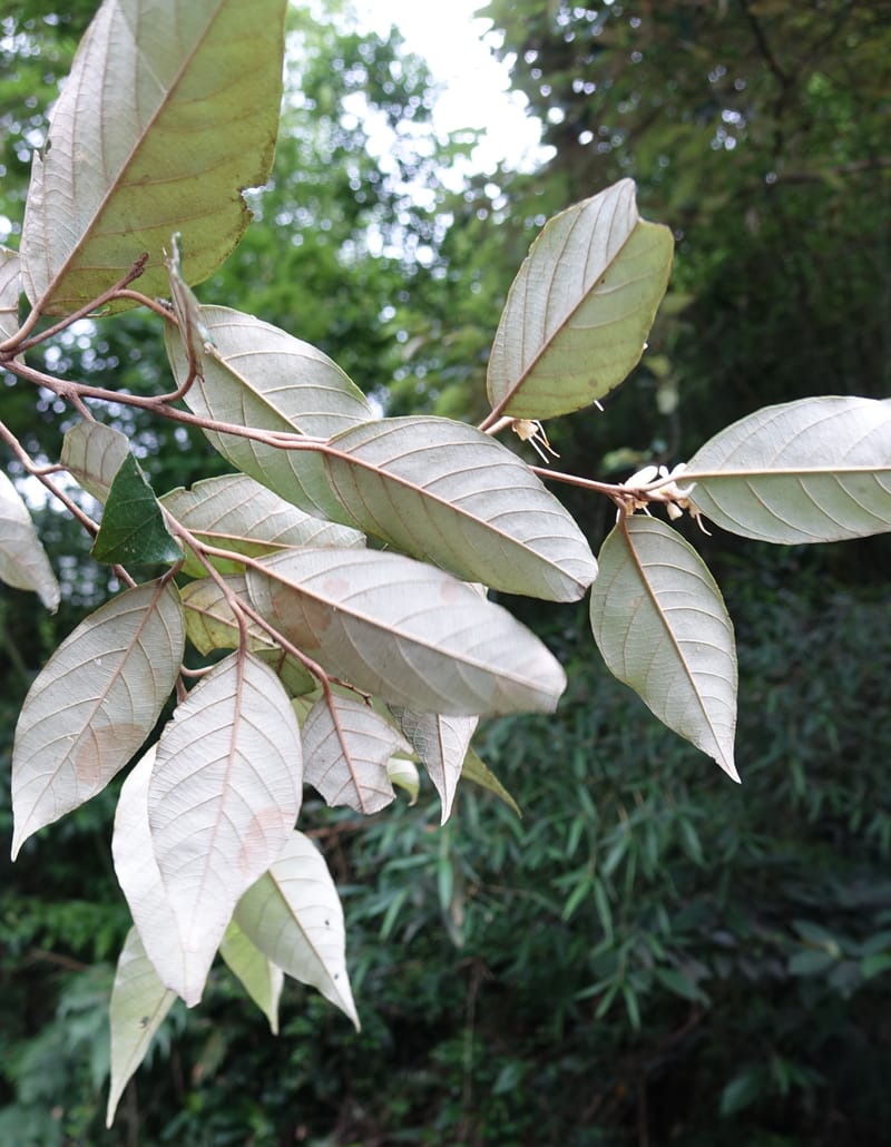 Styrax suberifolia, Chung Kuo-Fang 3354--Taiwan. Wulai Distr. Wulai village. Chia Jiao Liao. 19 May 2016.  (34).JPG