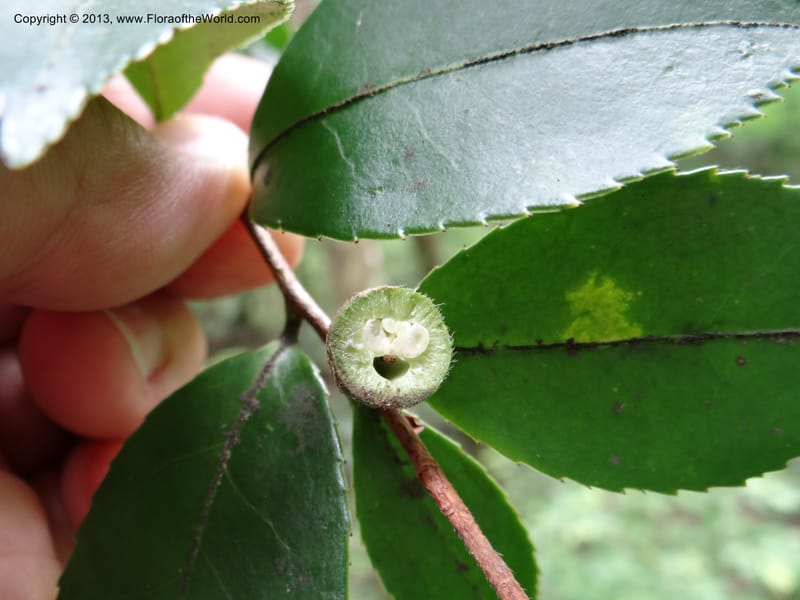 Camellia oleifera, Davidson, C 11952--China. Zhejiang Priv. Tian Mu Shan. 31 May 2012. DSC00927 (70).JPG