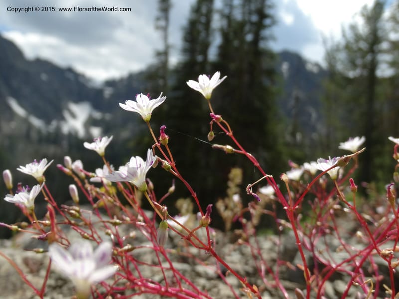 Lewisia columbiana var. wallowensis, Davidson, C 12591--ID. Idaho Co. Seven Devils Camp Ground. 15 Jul 2014. DSC00113 (131).JPG