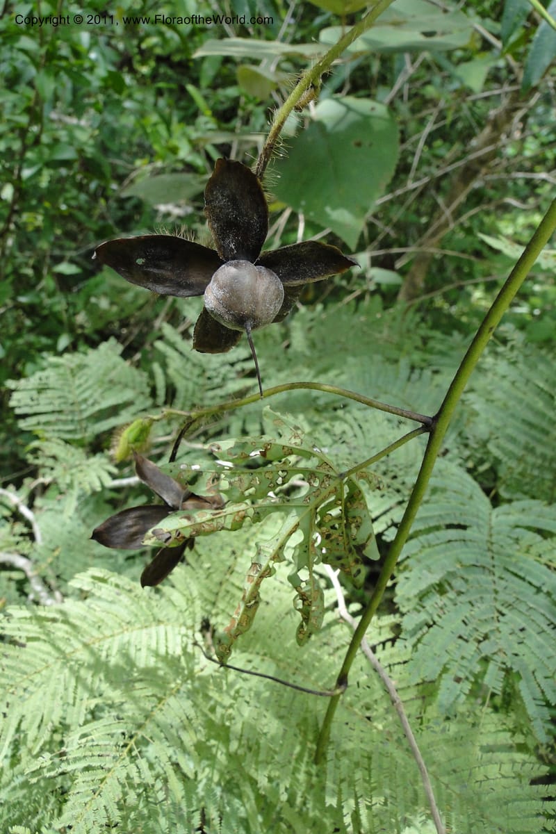 Merremia, W. D. Stevens 31279--Paraguay. Edo. Concepcion. Garay Cue. 21 Mar 2011. 197 (17).jpg