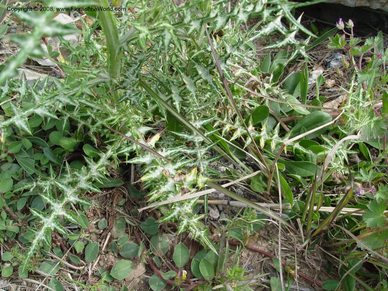 Galactites tomentosa--Spain. Prov. Barcelona. Parc del Garraf. 20 Apr 04. 039.jpg