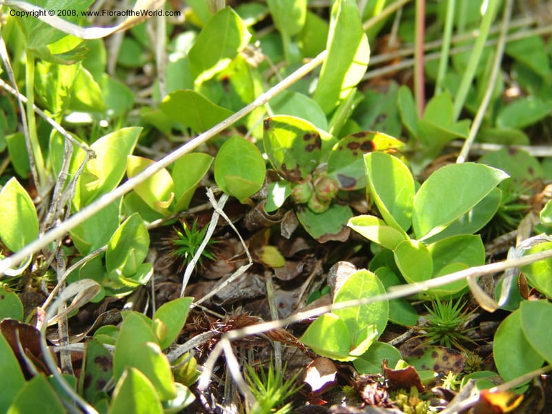 Gaultheria humifusa, CDavidson10954--ID. Valley Co. Warren Wagon Rd  jct with Bear Pete Rd. 9 Jul 06. 056.jpg