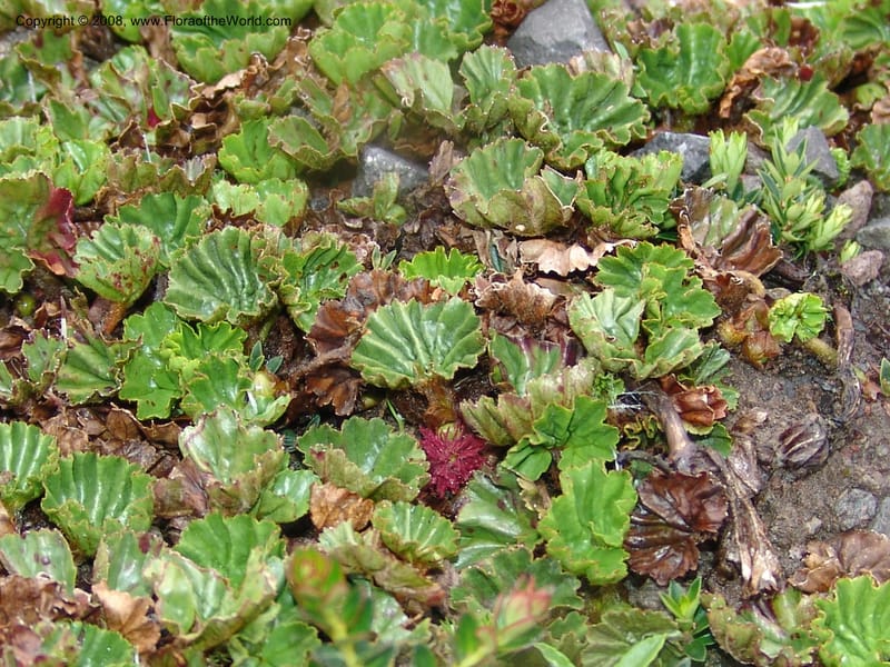 Gunnera magellanica, Croat95037--Ecuador. Prov. Carchi. Paramo el Angel. 19 Feb 05.  232.jpg