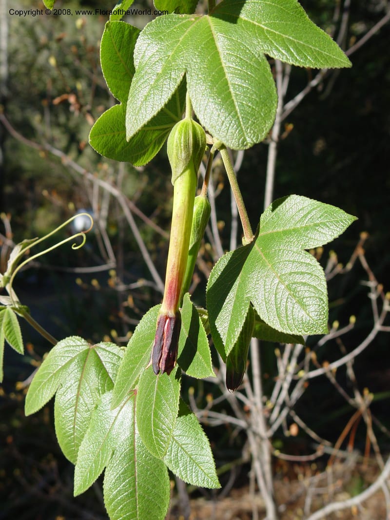 Passiflora mollissima, 64.0535--CA. UC Berkeley Bot. Gard. 10 Feb 04. 111.jpg