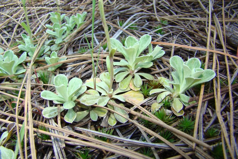 Antennaria rosea, C. Davidson 11398--Idaho. Idaho Co. Salmon River. Shepp Ranch. 28 May 2009. 056.jpg