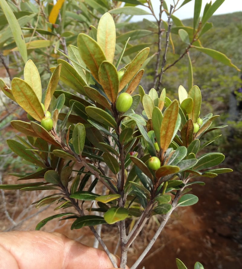 Pleioluma crebrifolia, Munzinger, J 7452--New Caledonia. Tiebaghi. 17 Nov 2015. DSC03437 (91).JPG