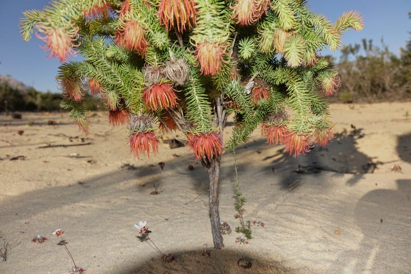 Darwinia, Davidson, C 13419A--Australia. W.A. Tootbardie Rd.-Coorow Rd. 23 Oct 2016. DSC04758 (34).JPG