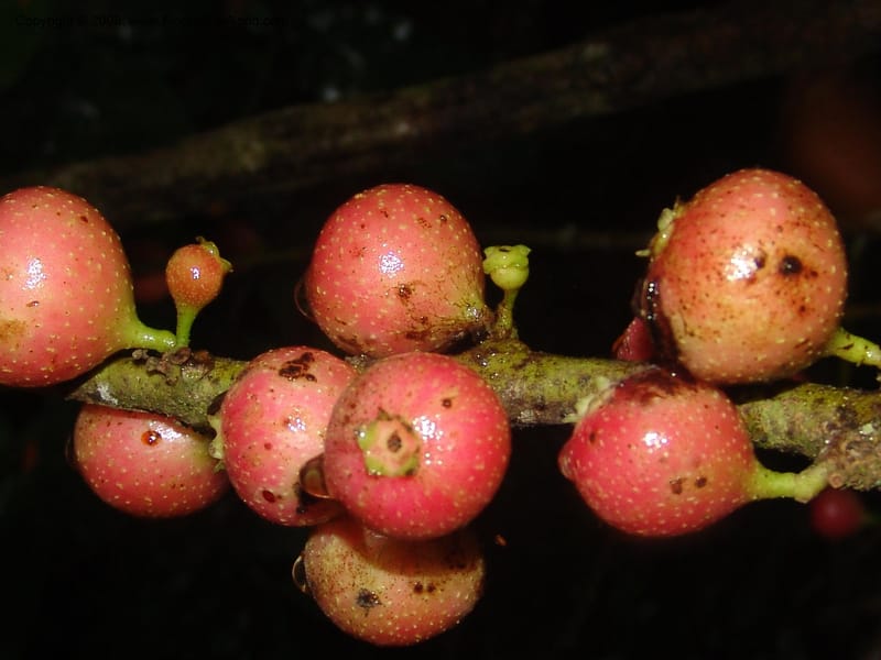 Siparuna subinodora, AAraujoM1193--Bolivia. Pq. Nac. Madidi. Rio Tuichi, Rudidi Cr. 28 Nov 04. 250.jpg
