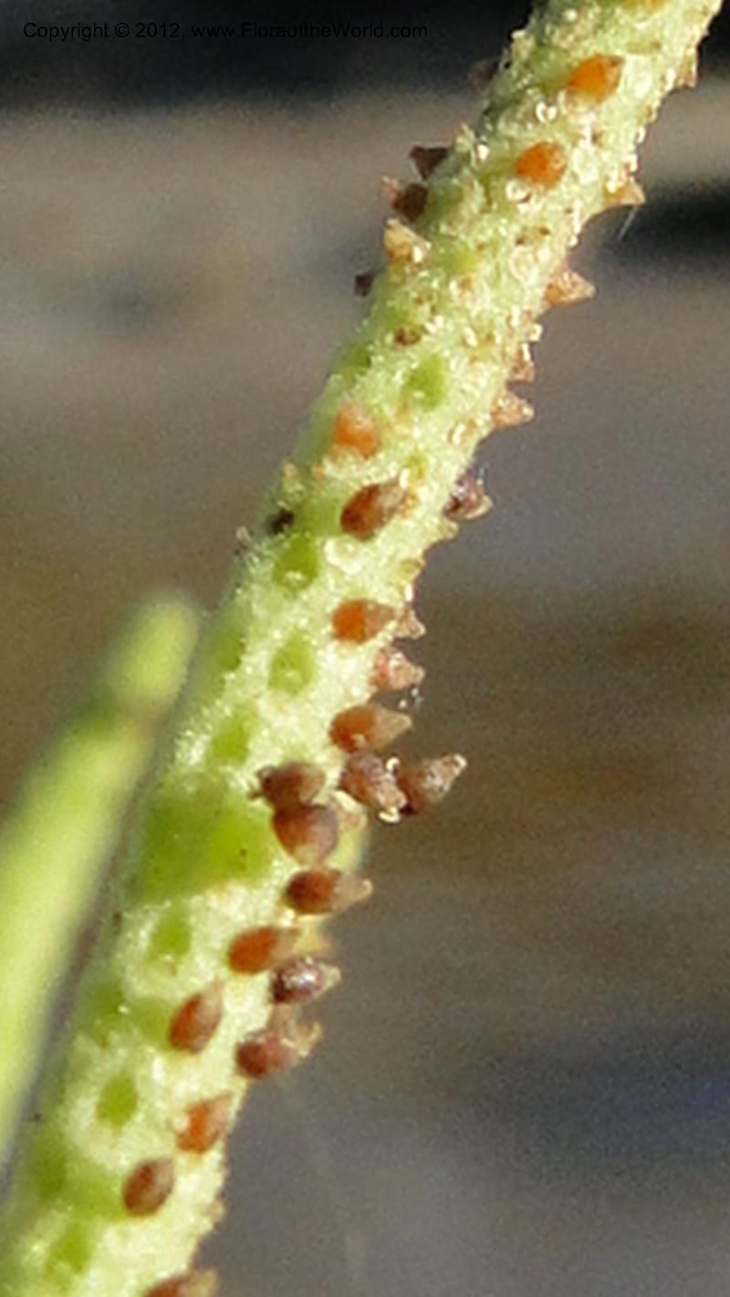 Peperomia tetraphylla, N. Manjato 150--Madagascar. Mania River. 1 May 2010 120 (9).jpg