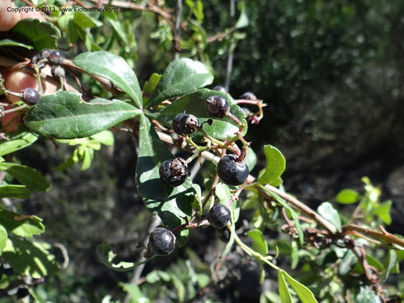 Cissus striata, WDS 34100--Chile. Rd to El Abanico. Pte. Polcura odom 16.6. 17 Feb 2013. DSC01401 (233).JPG