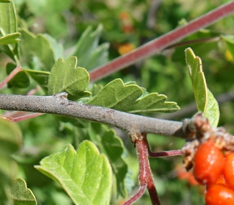 Rhus aromatica, C. Davidson 13590--CA. Tehama Co. W of Vestal Rd. on Hwy 36. 6 June 2017. DSC01078 (22).JPG