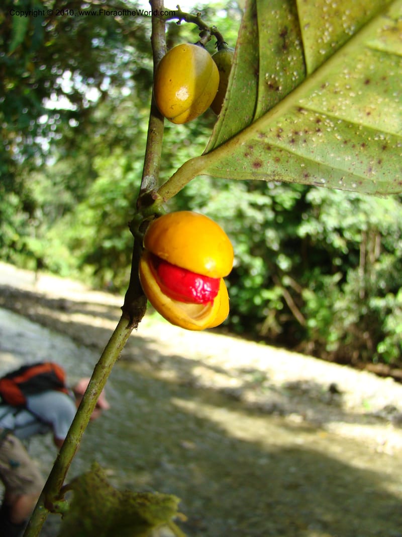 Compsoneura mexicana, B. Hammel 24689--Costa Rica. Prov. Limon. Selva Bananito Lodge. 13 Apr 08. 067 (8).jpg