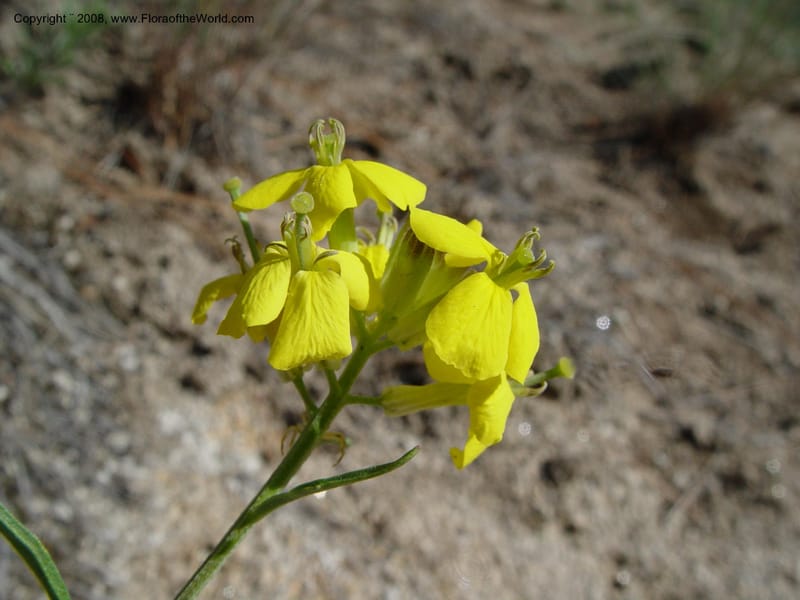 Erysimum--ID. Idaho Co. Salmon R. Polly Bemis Ranch. 9 May 04. 035.jpg