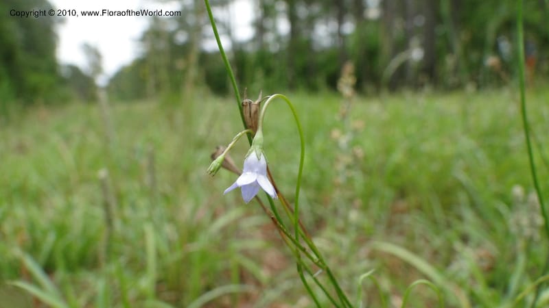 Wahlenbergia marginata, Mori 27450--North Carolina. Moore Co. Lake Bay Rd. 25 May 2010. 207 (34).jpg