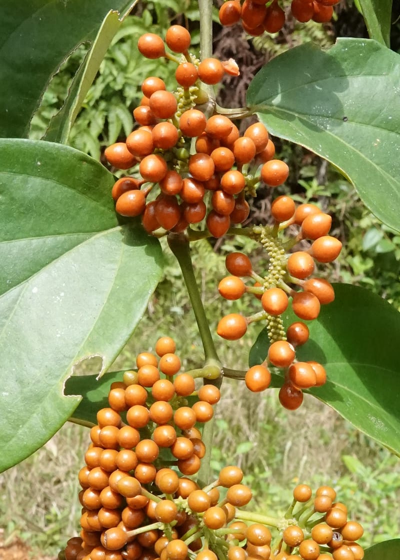 Piper guineense, C. Davidson 13913--Gabon. M de C. Road past the cabins. 29 Oct 2018DSC09794 (190).JPG