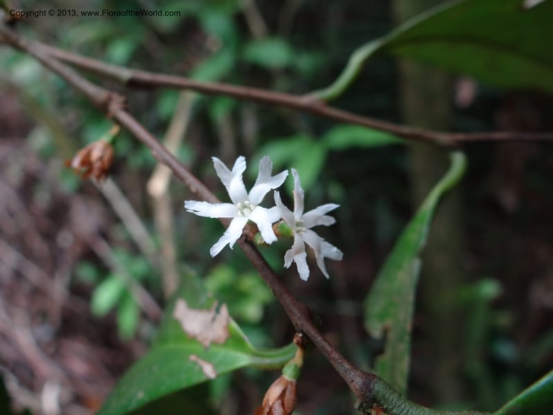 Erycibe, SAN.153261--Malaysia, Sabah. Kebun Cina. 12 Apr 2012. DSC08450 (15).JPG