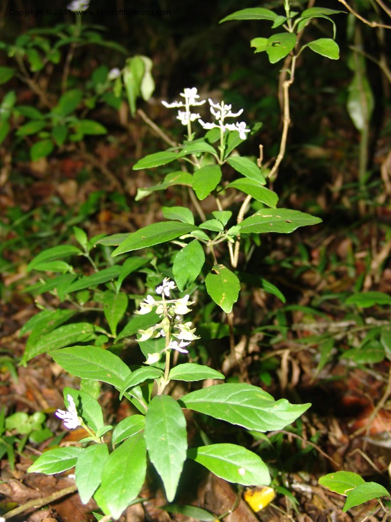 Plectranthus, ROR1600--Madag. Parc Nat. Montagne d'Ambre. 11 Nov 06. 394.jpg